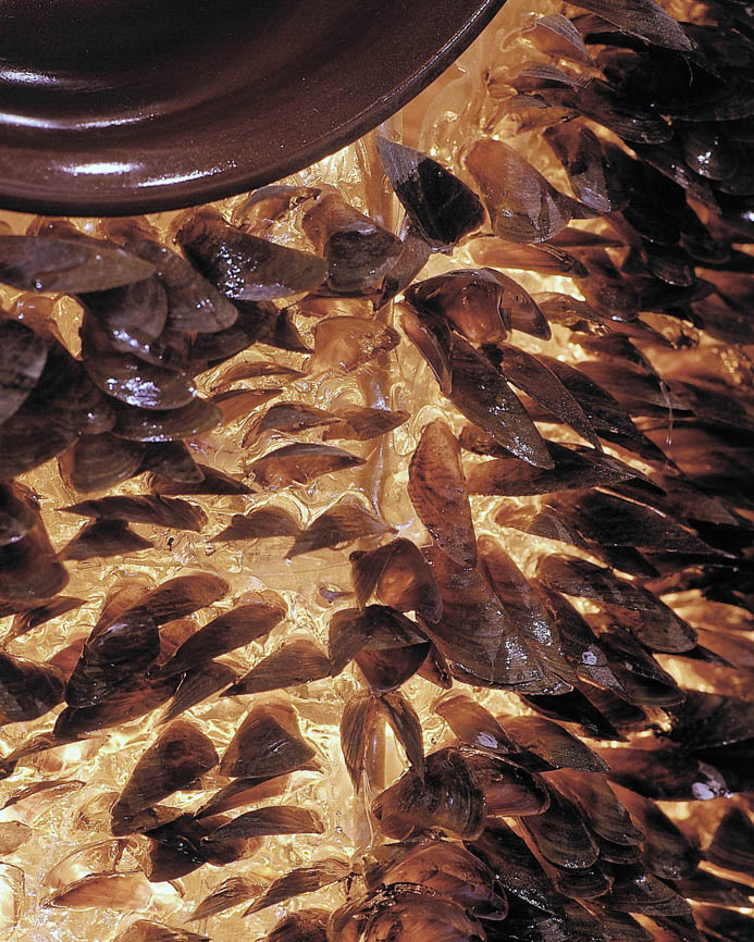 SÉRIE COLMEIA II(2003) – detalhe | PET e cascas de sururu | Ddaniela Aguilar